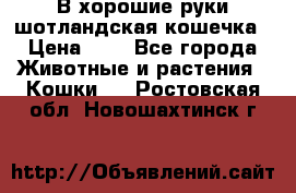 В хорошие руки шотландская кошечка › Цена ­ 7 - Все города Животные и растения » Кошки   . Ростовская обл.,Новошахтинск г.